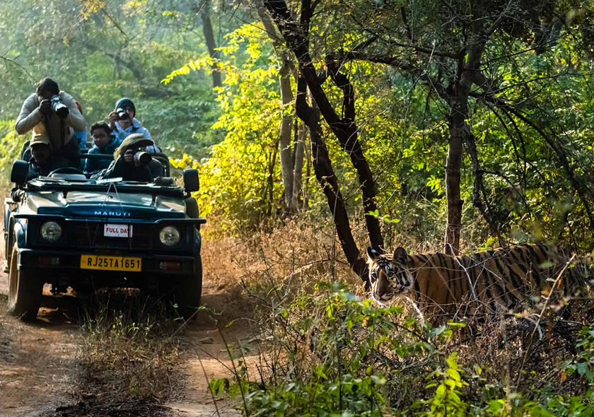 Golden Triangle Tour With Ranthambore Wildlife Safari 4N5D